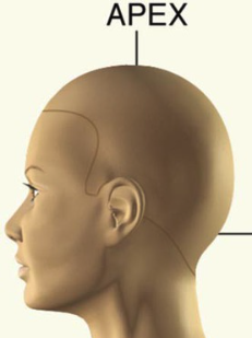 The apex (top) of the head